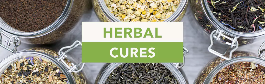 discover herbal cures app - find herb for disease